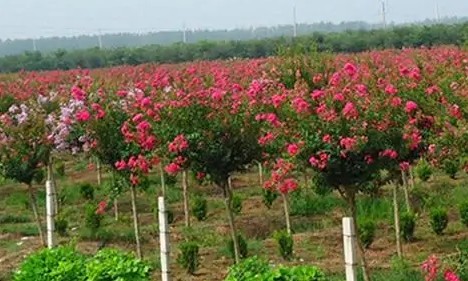 苗圃、苗木、花卉資產(chǎn)評估注意事項