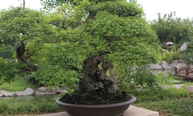 花卉花園花圃盆景資產(chǎn)評估價(jià)值怎么收費(fèi)？