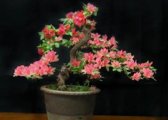 景觀盆景苗木樹木如何做資產(chǎn)價值評估？