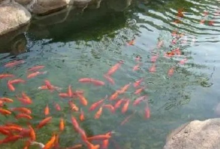 魚類養(yǎng)殖場評估收費(fèi)標(biāo)準(zhǔn)和收益估價？
