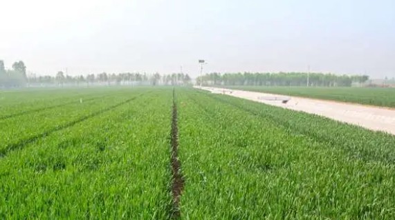 生物類資產(chǎn)該如何進(jìn)行資產(chǎn)評(píng)估（生物類資產(chǎn)有哪些）